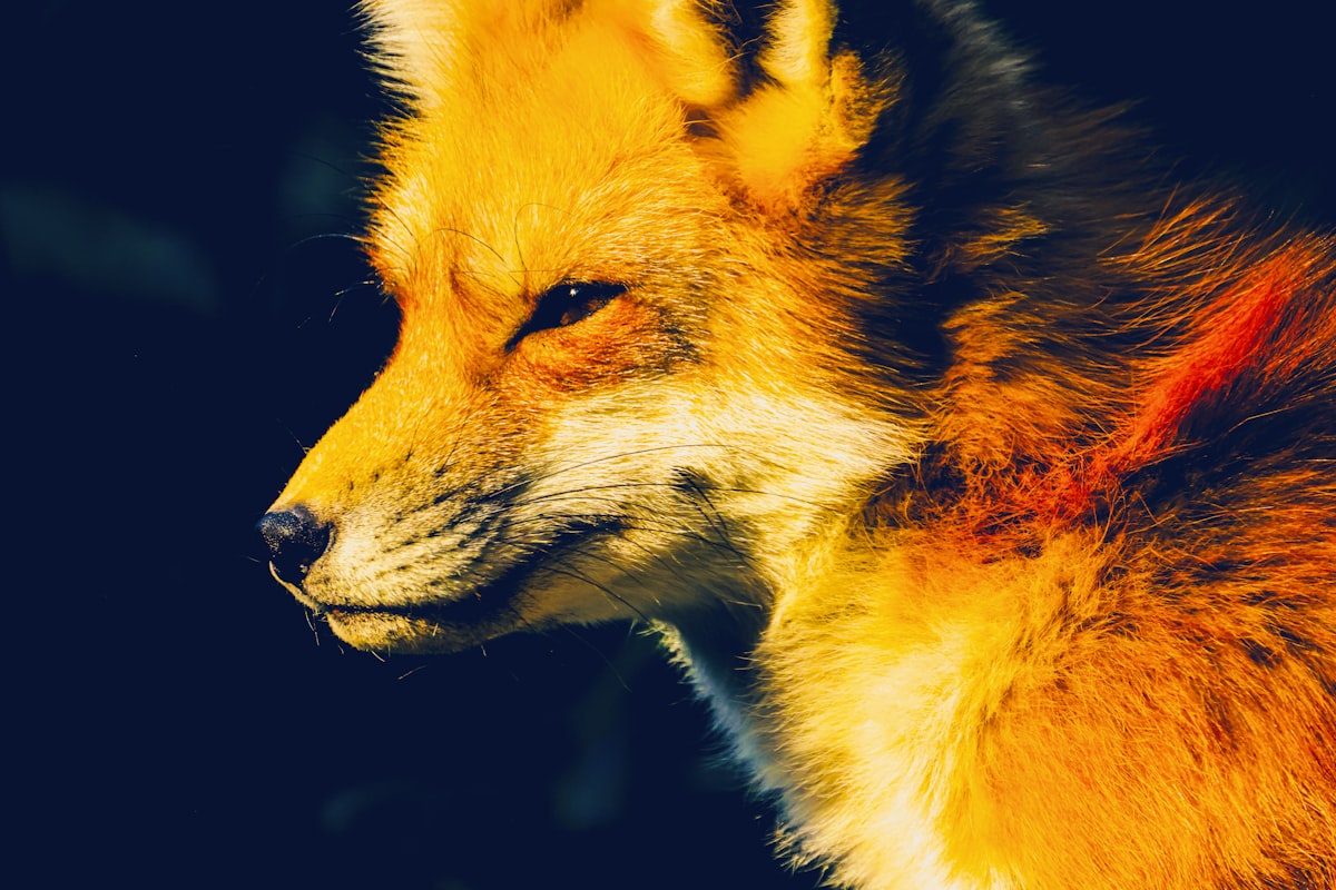 MetaMask: คู่มือการใช้งานกระเป๋าเงินดิจิทัลอย่างปลอดภัย